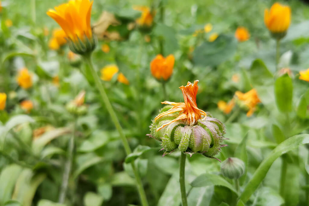 event thumb